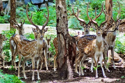 Golden Triangle with Wildlife Tour in India