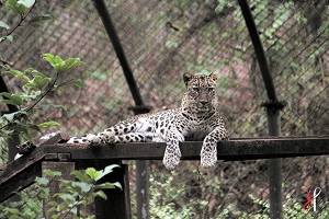 wildlife sanctuary in goa india