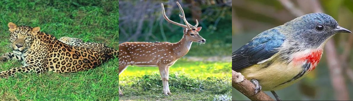 Kaimoor Wildlife Sanctuary Near Mirzapur