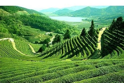 Darjeeling Gangtok Holiday Tour Package