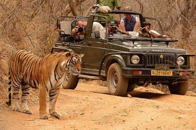 Tiger Watching Tour