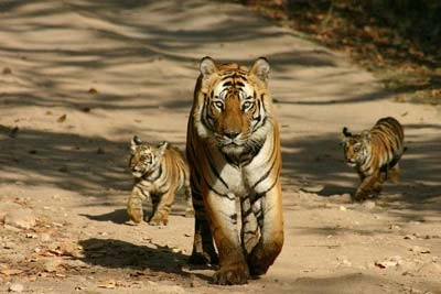 Wildlife Tour for Jim Corbett in Uttarakhand, India