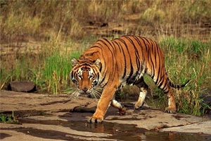 sariska tiger reserve jaipur rajasthan india